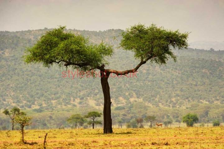 bushtrek_masamara_gazelle_1