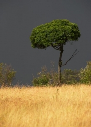 bushtrek_masamara_1003