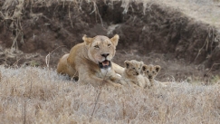 bushtreksafaris_ngorongoro_16