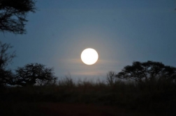 bushtreksafaris_tarangire_25