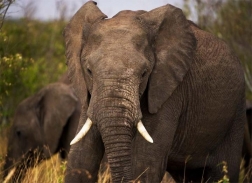 bushtrek_masaimara_002