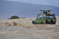 bushtreksafaris_ngorongoro_13