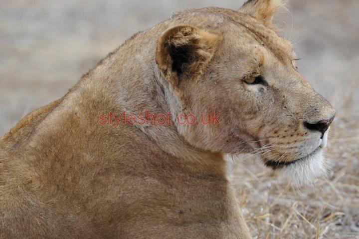 bushtreksafaris_ngorongoro_15