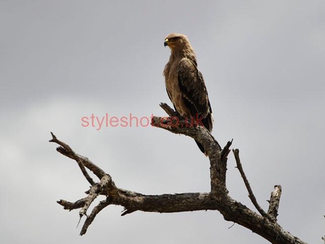 bushtreksafaris_tarangire_08