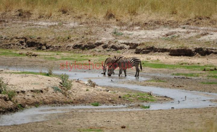 bushtreksafaris_tarangire_09