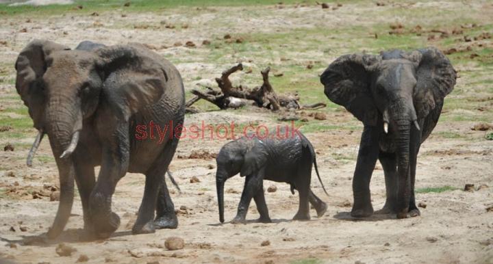 bushtreksafaris_tarangire_10