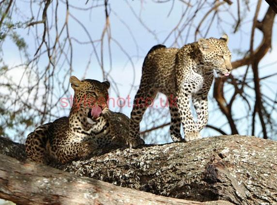 bushtreksafaris_tarangire_17