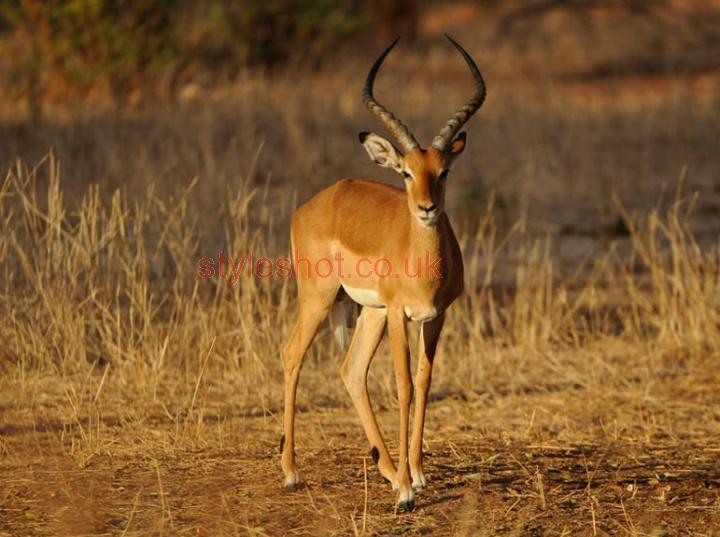 bushtreksafaris_tarangire_21