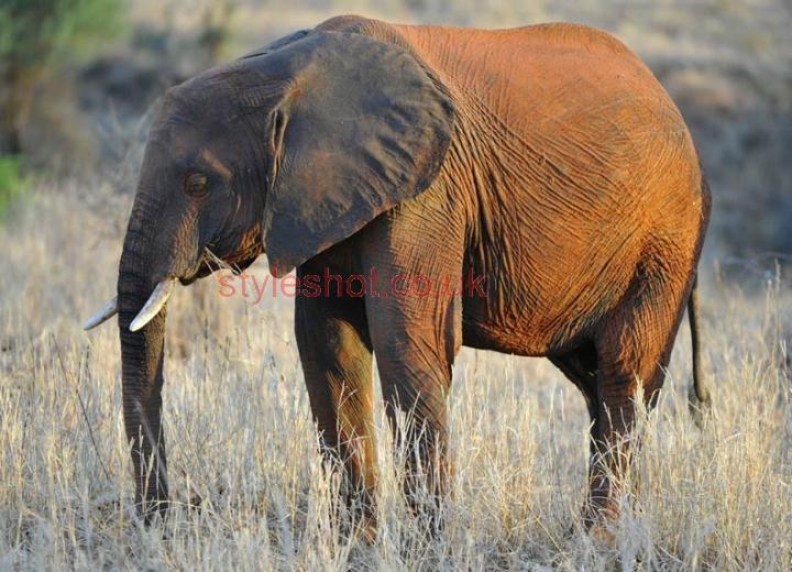 bushtreksafaris_tarangire_23