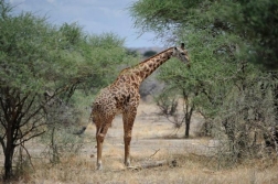 bushtreksafaris_tarangire_06