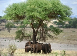 bushtreksafaris_tarangire_15