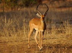 bushtreksafaris_tarangire_21